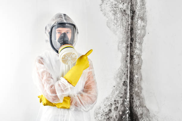 Reliable Sparta, IL Mold Removal Solutions