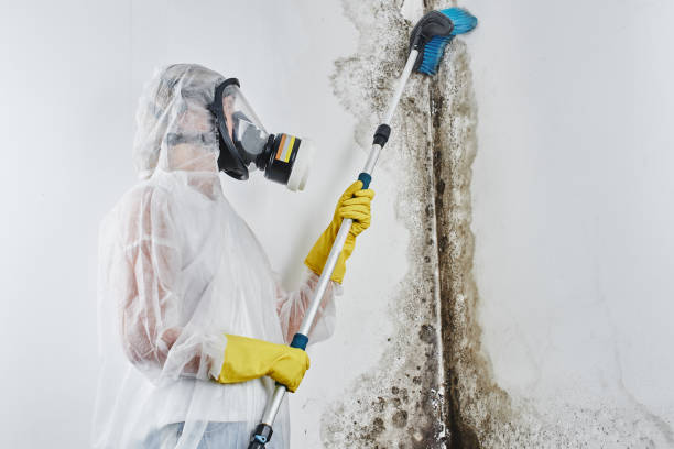 Best Basement Mold Removal in Sparta, IL